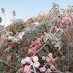 DSC00418.JPG