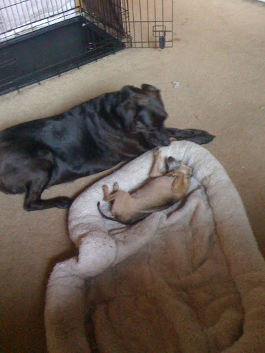 My sister Luna does too!