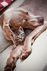 Animals Have BFFs* Too!