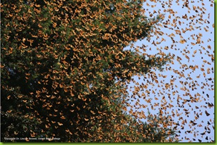 spring_explosion031506_8001
