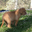 Puppes EddiexRuby two months.jpg 018.jpg