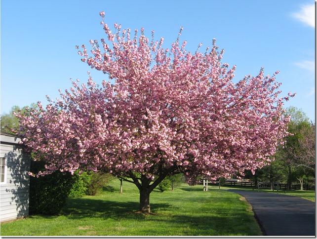 Cherry Tree Cherry Tree