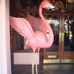 flamingos in Miami, United States 