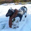 Ingezonden winterfoto's 2011-2012_85.jpg