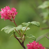 Groseillier à fleurs, Ribes sanguineum