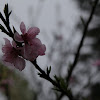 IMG_7940.JPG