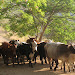 Cattle returning from grazing and heading to their kraal for the night.