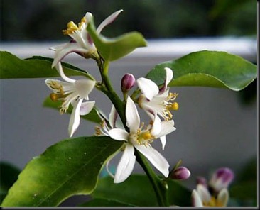 neroli
