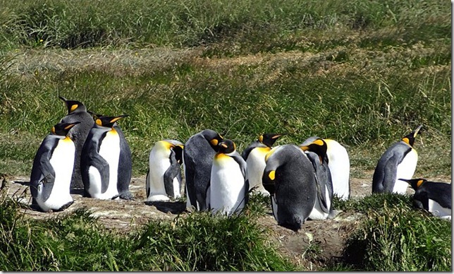 King_Penguins_DSC00997 King_Penguins_DSC00997