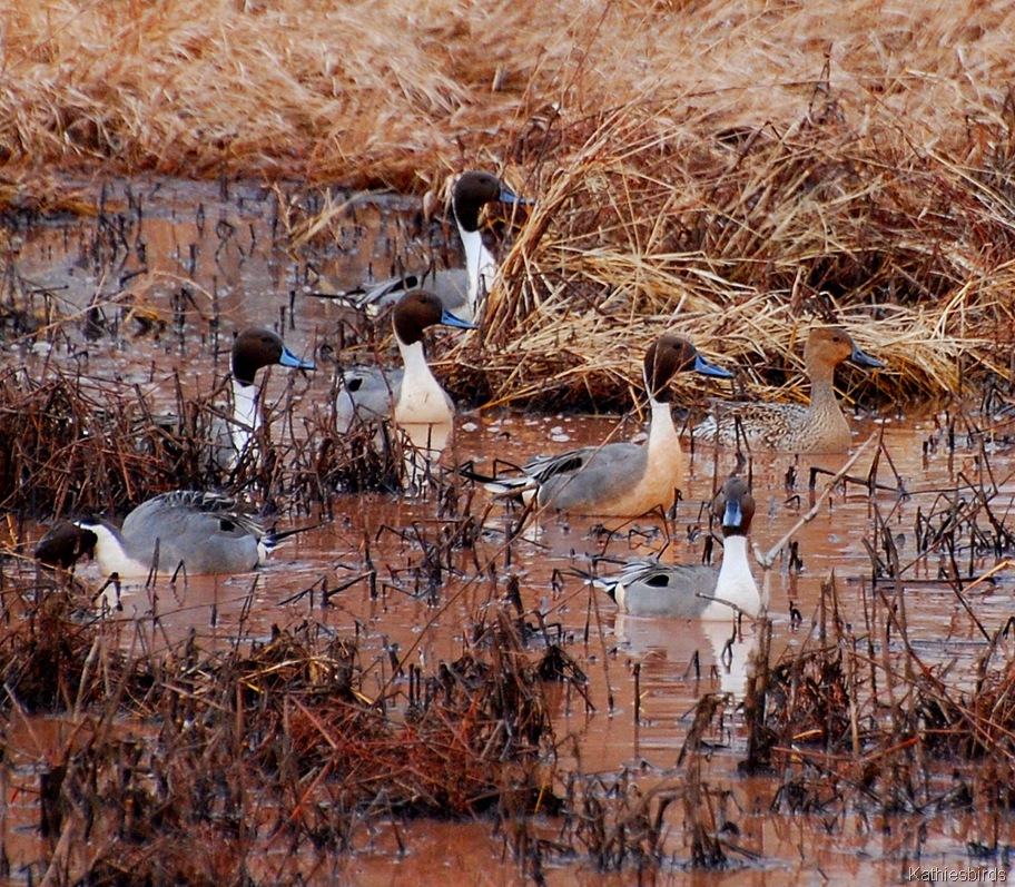 [3.%2520pintails-kab%255B4%255D.jpg]