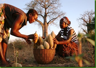 Baobab1 Baobab1