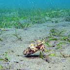 Cuttlefish (Secret Bay, North Bali)
