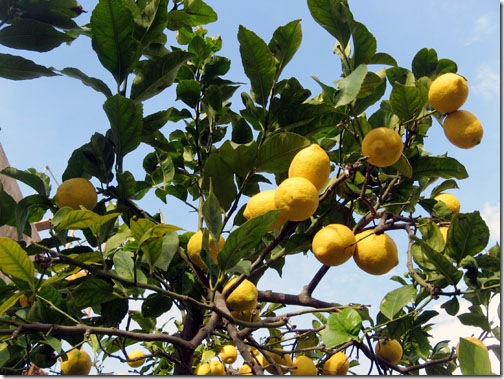 citrus_limon