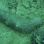 Sea Cucumber