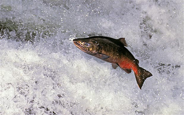 The rosette agent disease can cause 90% mortality in salmon species found in British rivers. ALAMY