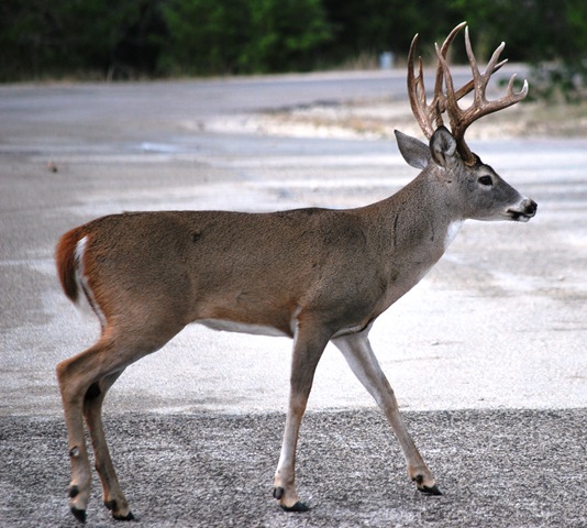 [Buck%2520-%2520Big%25200%255B3%255D.jpg]