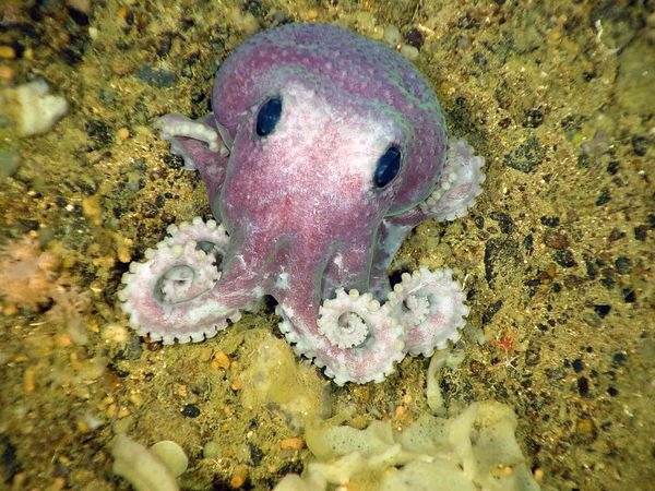 [newfoundland-deep-sea-species-octopu%255B1%255D.jpg]
