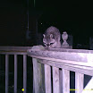 Racoon 030.JPG