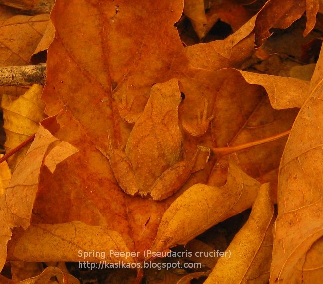 [Pseudacris_crucifer725.jpg]