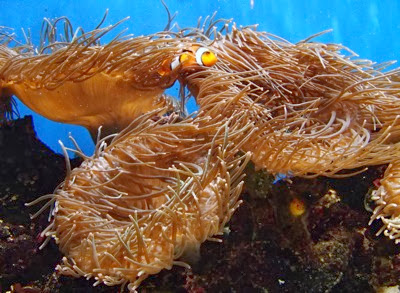 Nemo in aquarium