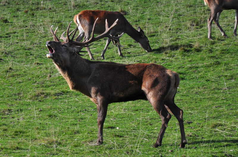 Schermata 2012-10-07 alle 22.58.38.png Schermata 2012 10 07 alle 22 58 38