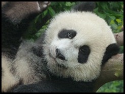 China, Chengdu, Panda, July 2012 (29)