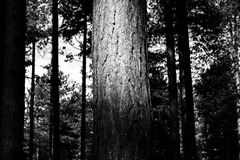 The-Trees-11