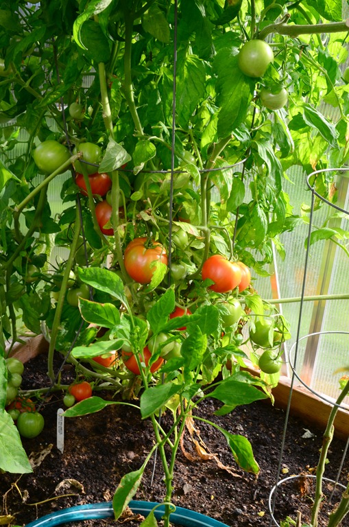 [late%2520summer_0%255B4%255D.jpg]