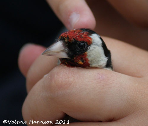 [5%2520goldfinch%255B2%255D.jpg]