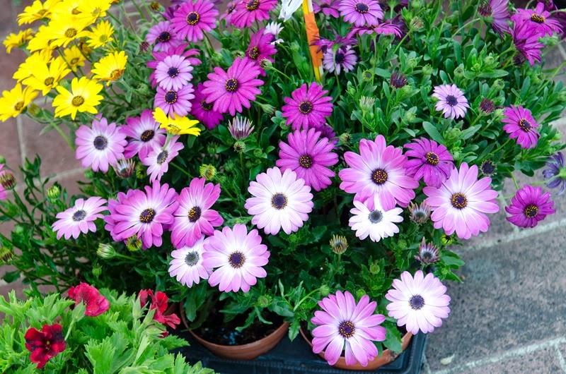 [A-day-in-Nice-513.jpg]