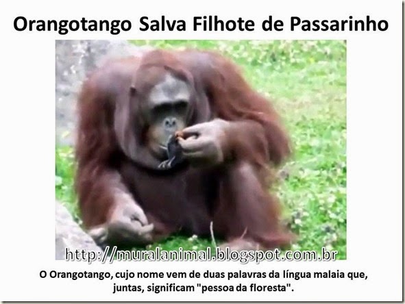 Orangotango Salva Filhote de Passarinho