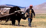 VOYAGE MONGOLIE - UN AN SUR LA ROUTE DU LAIT