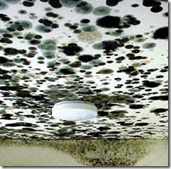 Charlotte mold inspection and mold remediation company Get The Lead Out.