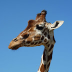 giraffe.JPG