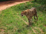 South Africa - 045.JPG