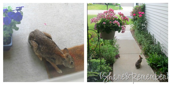 [bunny%255B2%255D.jpg]