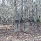 Here you can see the normal water mark on the tree trunks.