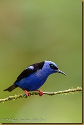 Red-legged Honeycreeper - Cyanerpes cyaneus, Red-legged Honeycreeper - Cyanerpes cyaneus,