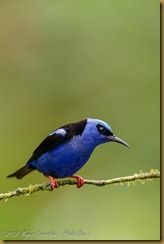 Red-legged Honeycreeper - Cyanerpes cyaneus,