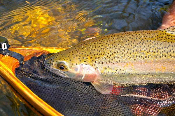Fly Fishing in Virginia  Big Bend Farm to be Stocked September 21