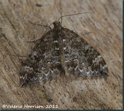 Common-Marbled-Carpet (4) Common-Marbled-Carpet (4)