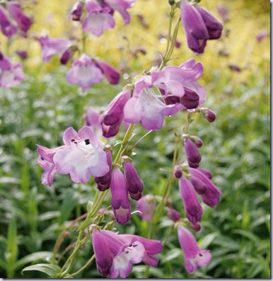 penstemon-alice-hindley-7350-1 penstemon-alice-hindley-7350-1