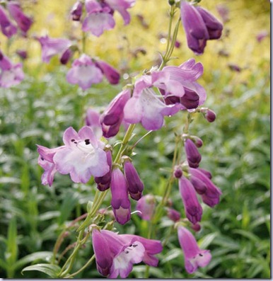 penstemon-alice-hindley-7350-1