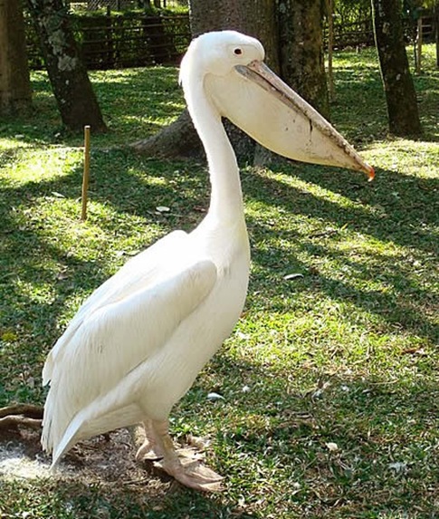 Albino Pelicans