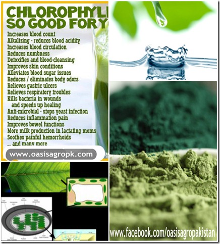Chlorophyll - Health Benefits and Natural Food Sources2
