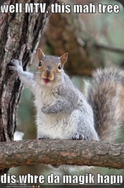 funny-pictures-mtv-cribs-squirrel-tree funny-pictures-mtv-cribs-squirrel-tree