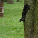 Black Squirrel
