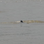 CSC_0607.JPG