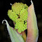 Thapsia bud