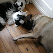 puppen 6 weken 009.jpg